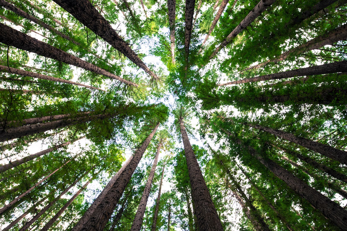 low angle shot of tall trees and the sky